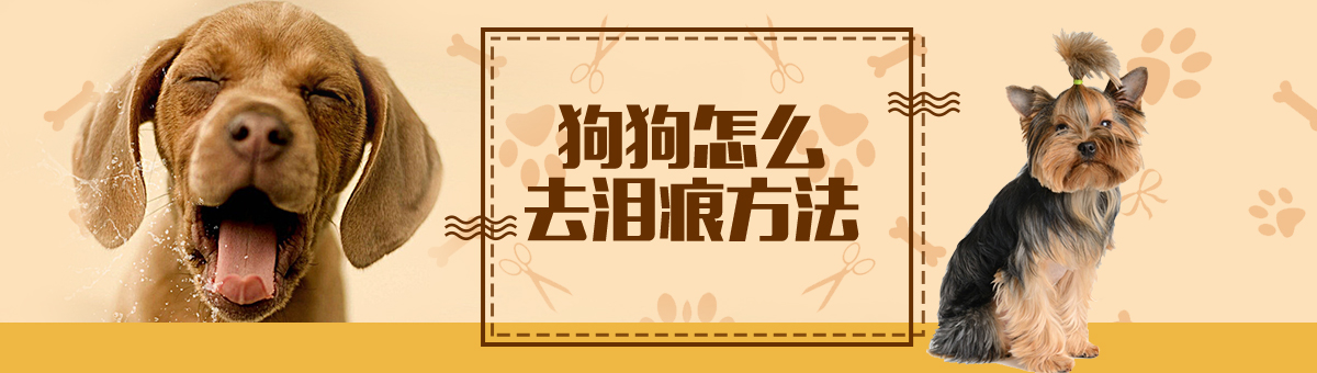 泰迪犬泪痕怎么洗